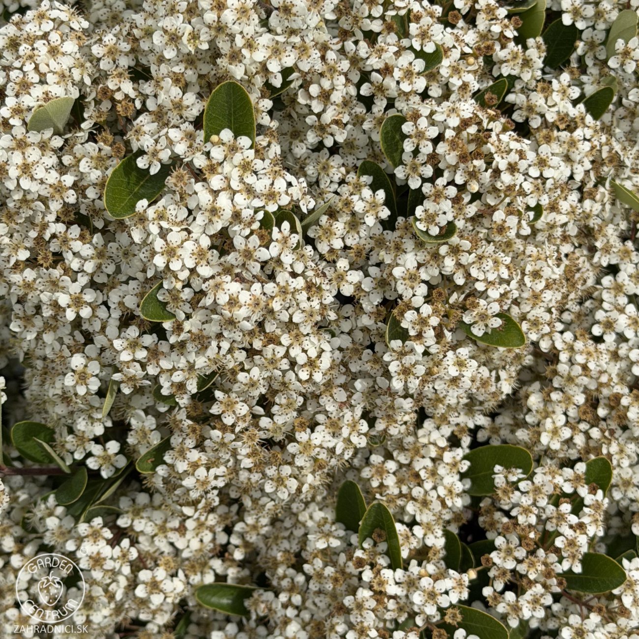 Obrázok Hlohyňa šarlátová (Pyracantha) ´VENTOUX RED´ - výška 70-90 cm, kont. C7L - NA KMIENKU