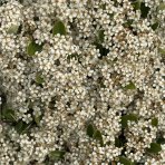 Hlohyňa šarlátová (Pyracantha) ´VENTOUX RED´ - výška 70-90 cm, kont. C7L - NA KMIENKU