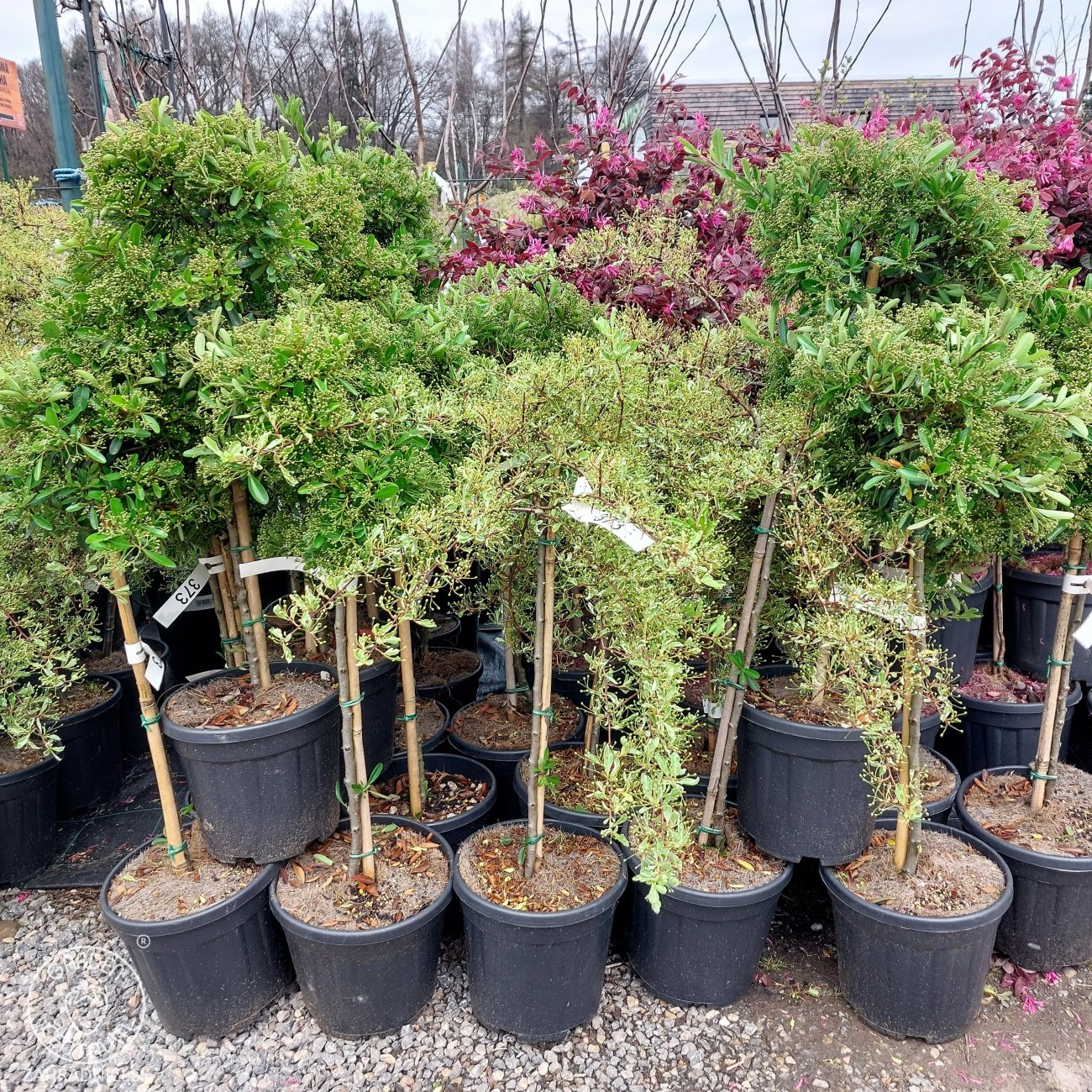 Obrázok Hlohyňa šarlátová (Pyracantha) ´VENTOUX RED´ - výška 70-90 cm, kont. C7L - NA KMIENKU