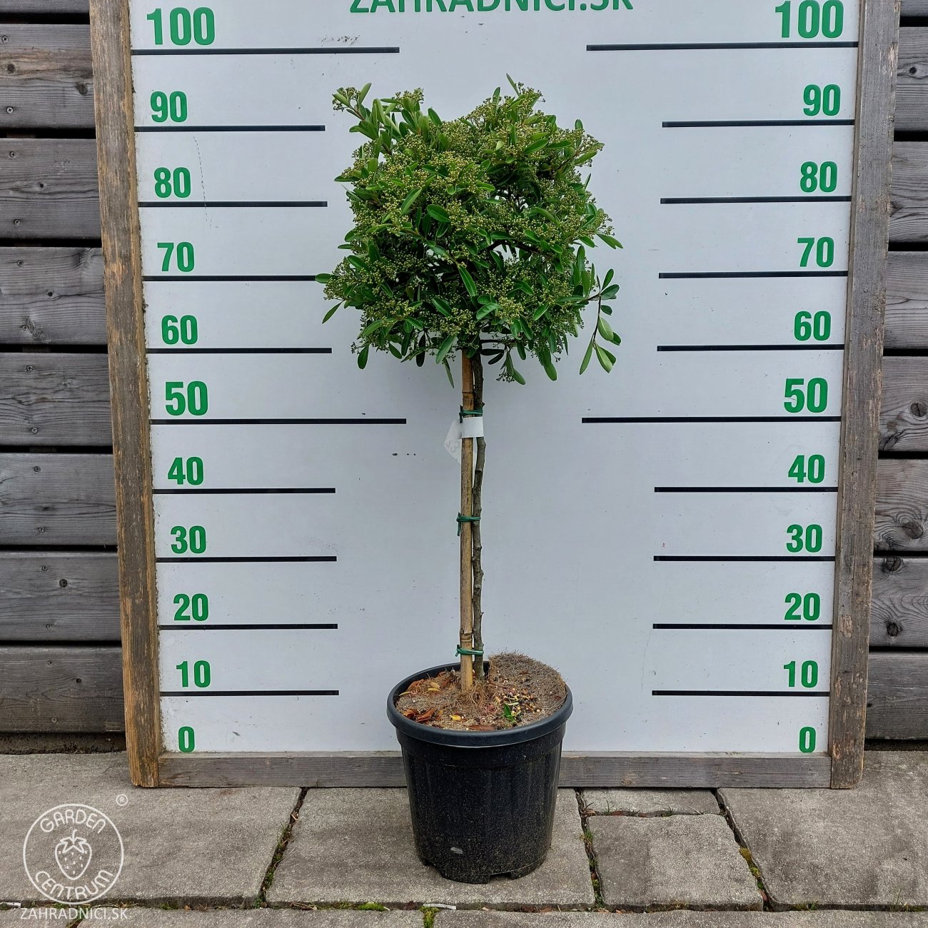 Obrázok Hlohyňa šarlátová (Pyracantha) ´VENTOUX RED´ - výška 70-90 cm, kont. C7L - NA KMIENKU