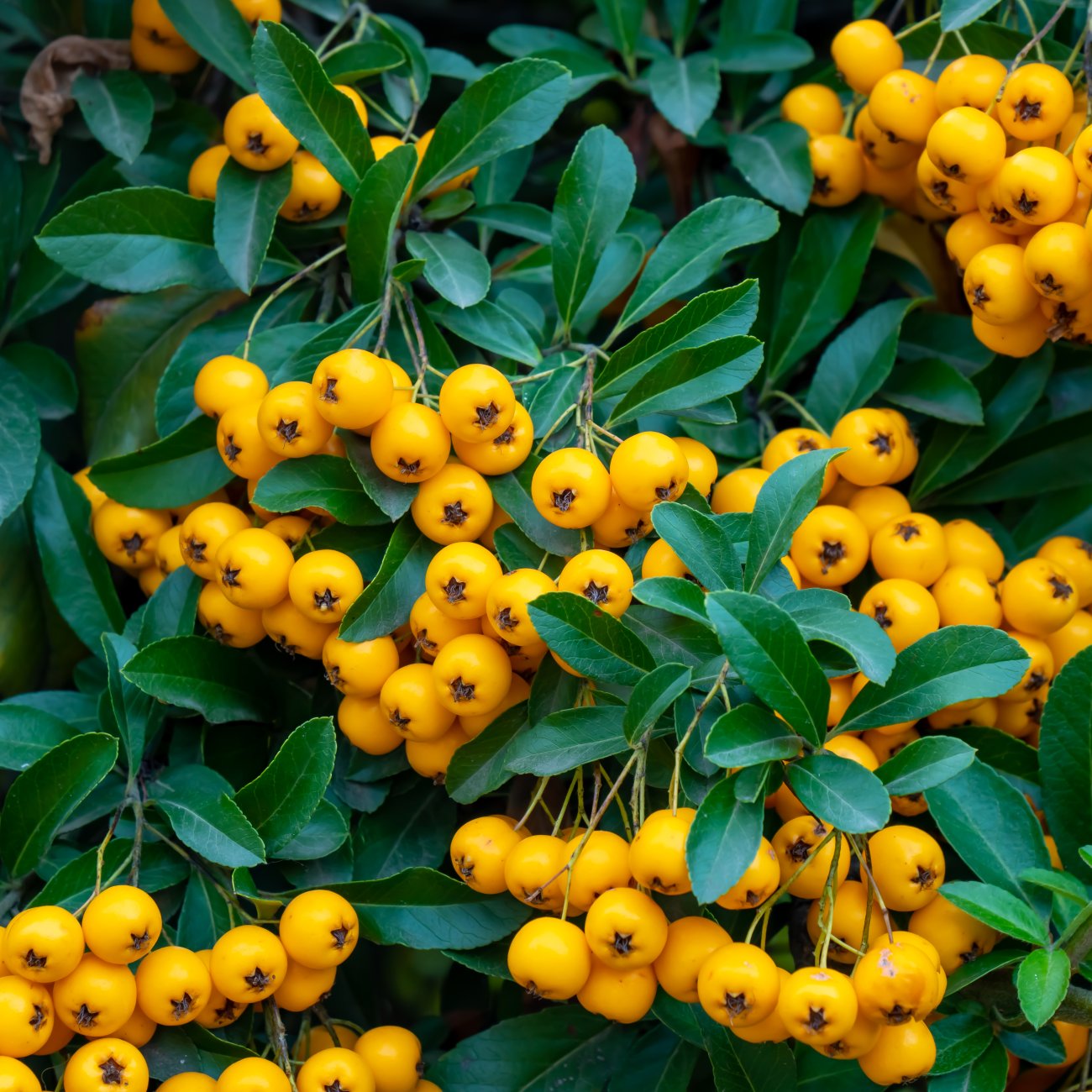 Obrázok Hlohyňa šarlátová (Pyracantha) ´SOLEIL D´OR´ - výška 30-40 cm, kont. C2L