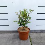 Hlošina ebbingeho (Elaeagnus ebbingei) ´COMPACTA´ - RUSKÁ OLIVA - výška 20-30 cm, kont. C2L