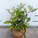 Hlošina ebbingeho (Elaeagnus ebbingei) ´COMPACTA´ - RUSKÁ OLIVA - výška 20-30 cm, kont. C2L