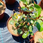 Hlošina ebbingeho (Elaeagnus ebbingei) ´COMPACTA´ - RUSKÁ OLIVA - výška 20-30 cm, kont. C2L