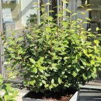 Hlošina ebbingeho (Elaeagnus ebbingei) ´COMPACTA´ - RUSKÁ OLIVA - výška 20-30 cm, kont. C2L