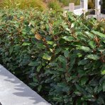 Hlošina ebbingeho (Elaeagnus ebbingei) ´COMPACTA´ - RUSKÁ OLIVA - výška 20-30 cm, kont. C2L