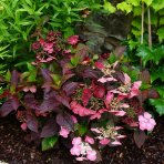 Hortenzia pílovitá (Hydrangea serrata) ´DAREDEVIL´® - výška 10-20 cm, kont. C2L