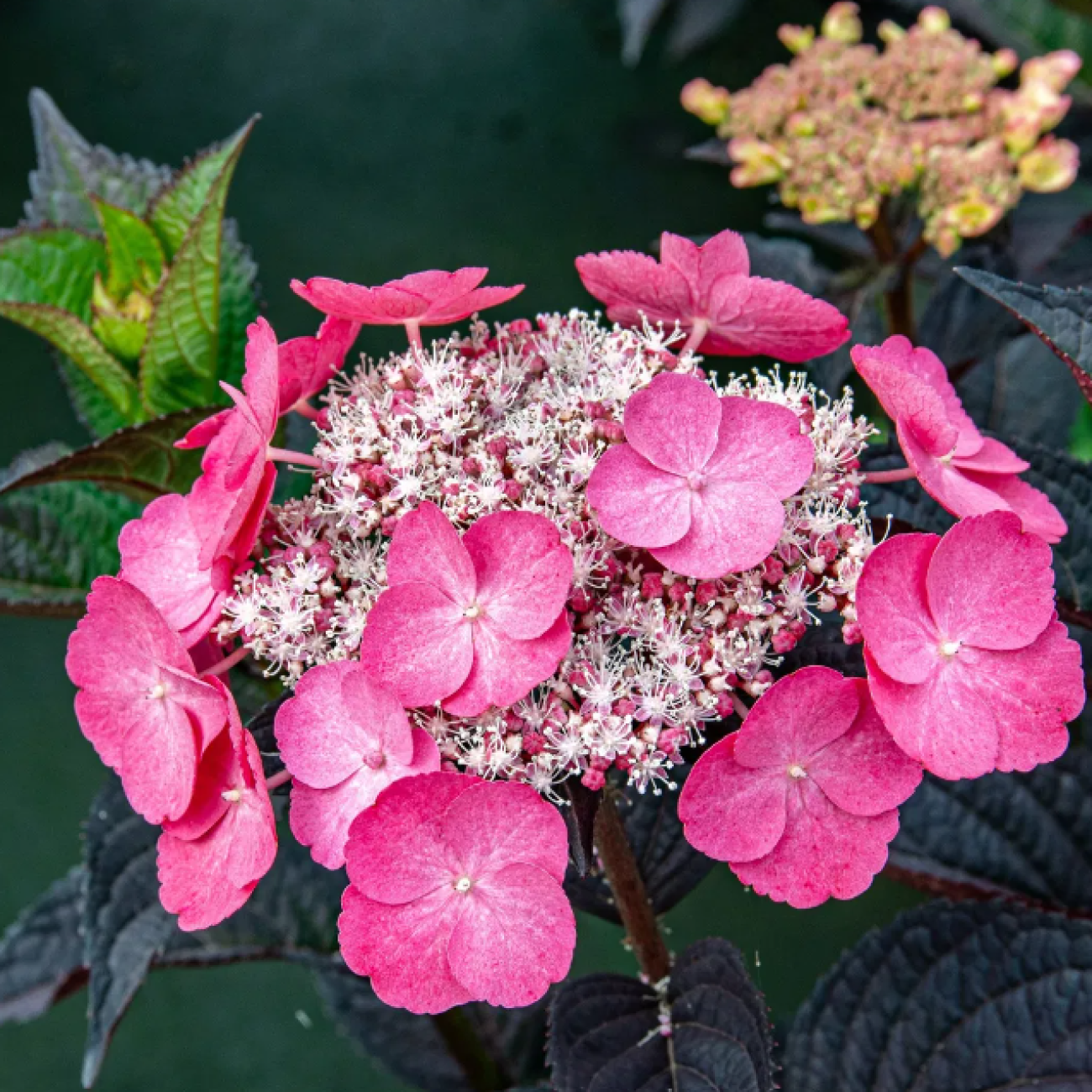 Obrázok Hortenzia pílovitá (Hydrangea serrata) ´DAREDEVIL´® - výška 10-20 cm, kont. C2L