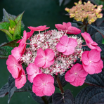 Hortenzia pílovitá (Hydrangea serrata) ´DAREDEVIL´® - výška 10-20 cm, kont. C2L