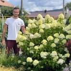 Hortenzia metlinatá (Hydrangea paniculata) ´LIMELIGHT´® - výška 30-50 cm, kont. C2L