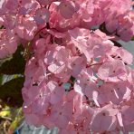 Hortenzia pílovitá (Hydrangea serrata) ´PREZIOSA´ - výška 10-20 cm, kont. C3L