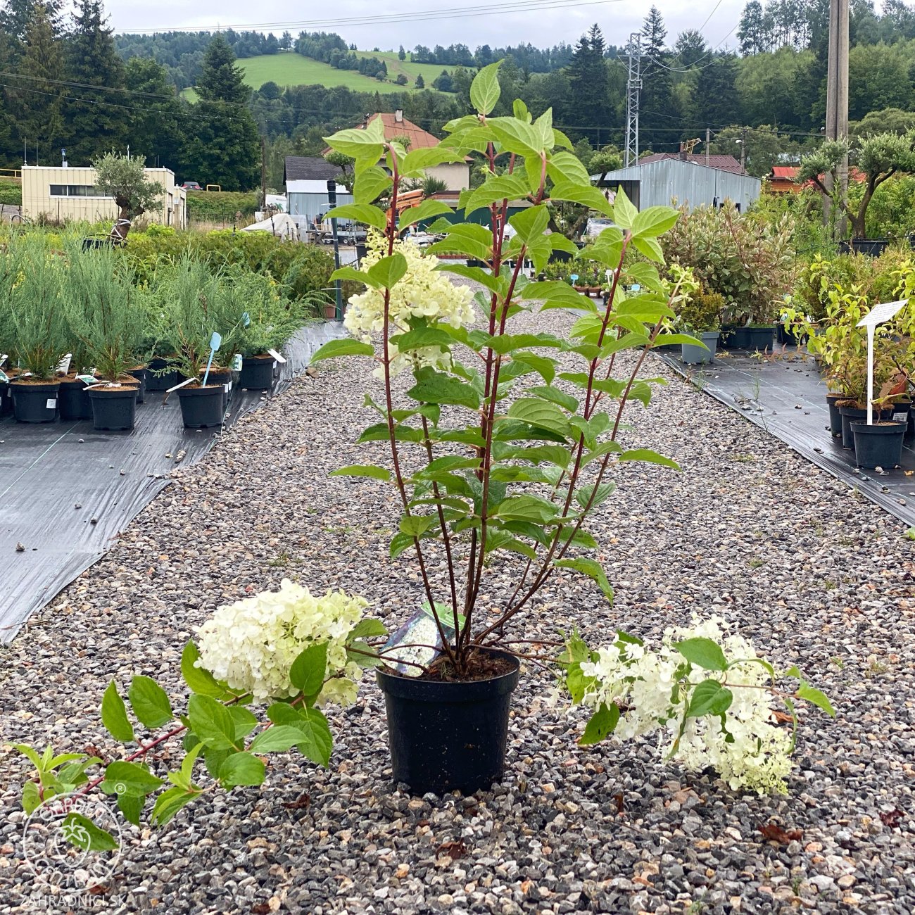 Obrázok Hortenzia metlinatá (Hydrangea paniculata) ´SILVER DOLLAR´ - výška 20-30 cm, kont. C2L