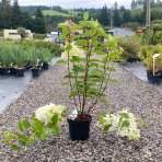 Hortenzia metlinatá (Hydrangea paniculata) ´SILVER DOLLAR´ - výška 20-30 cm, kont. C2L