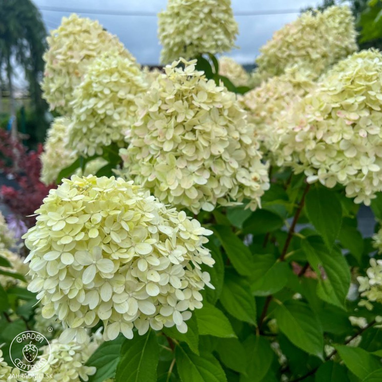 Obrázok Hortenzia metlinatá (Hydrangea paniculata) ´LIMELIGHT´® - výška 30-50 cm, kont. C2L