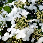 Hortenzia metlinatá (Hydrangea paniculata) ‘KYUSHU’ - výška 20-30 cm, kont. C2L