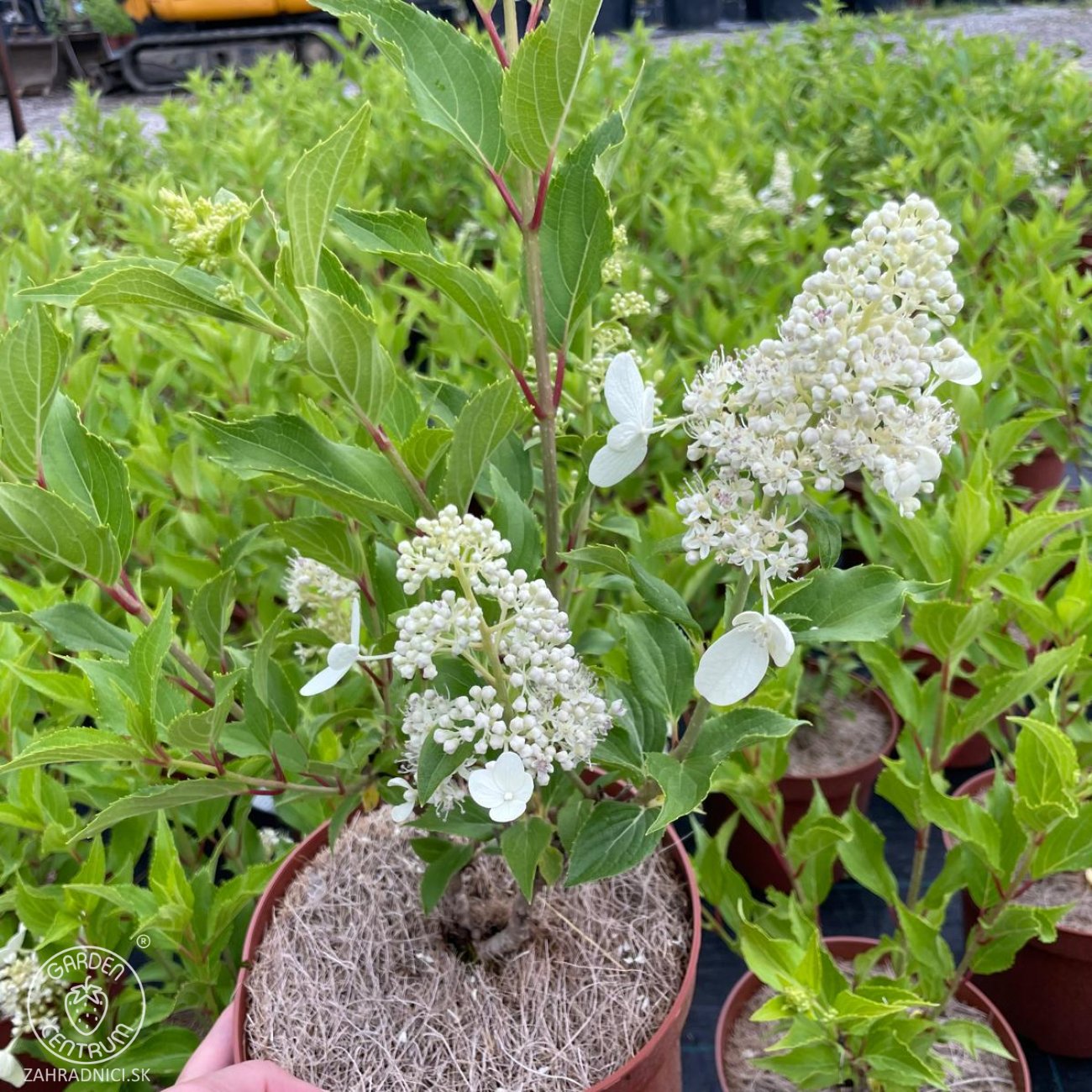 Obrázok Hortenzia metlinatá (Hydrangea paniculata) ‘KYUSHU’ - výška 20-30 cm, kont. C2L