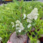Hortenzia metlinatá (Hydrangea paniculata) ‘KYUSHU’ - výška 20-30 cm, kont. C2L