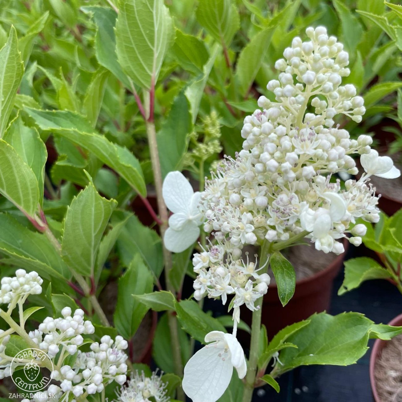 Obrázok Hortenzia metlinatá (Hydrangea paniculata) ‘KYUSHU’ - výška 20-30 cm, kont. C2L
