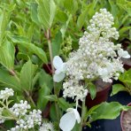 Hortenzia metlinatá (Hydrangea paniculata) ‘KYUSHU’ - výška 20-30 cm, kont. C2L