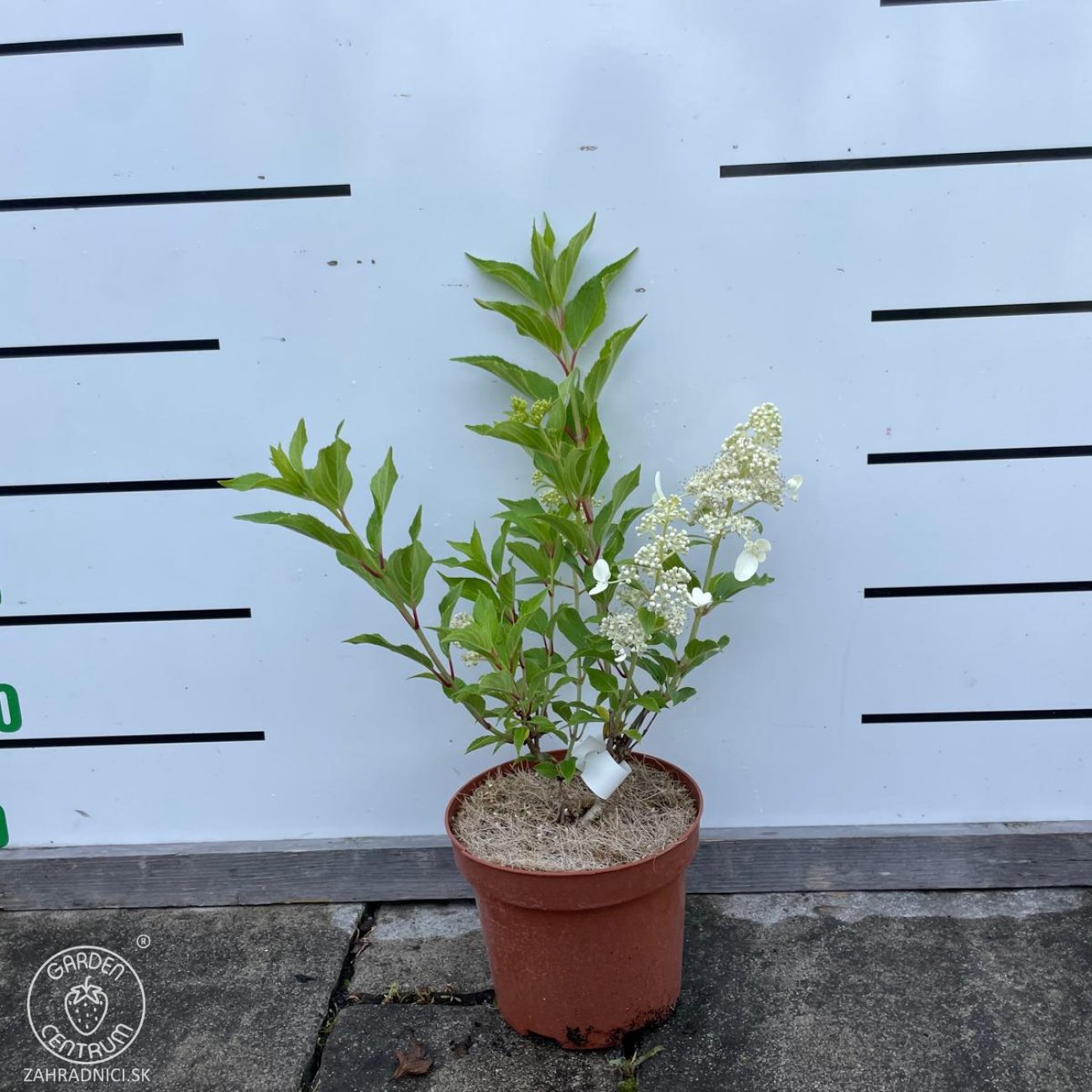 Obrázok Hortenzia metlinatá (Hydrangea paniculata) ‘KYUSHU’ - výška 20-30 cm, kont. C2L