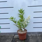 Hortenzia metlinatá (Hydrangea paniculata) ‘KYUSHU’ - výška 20-30 cm, kont. C2L