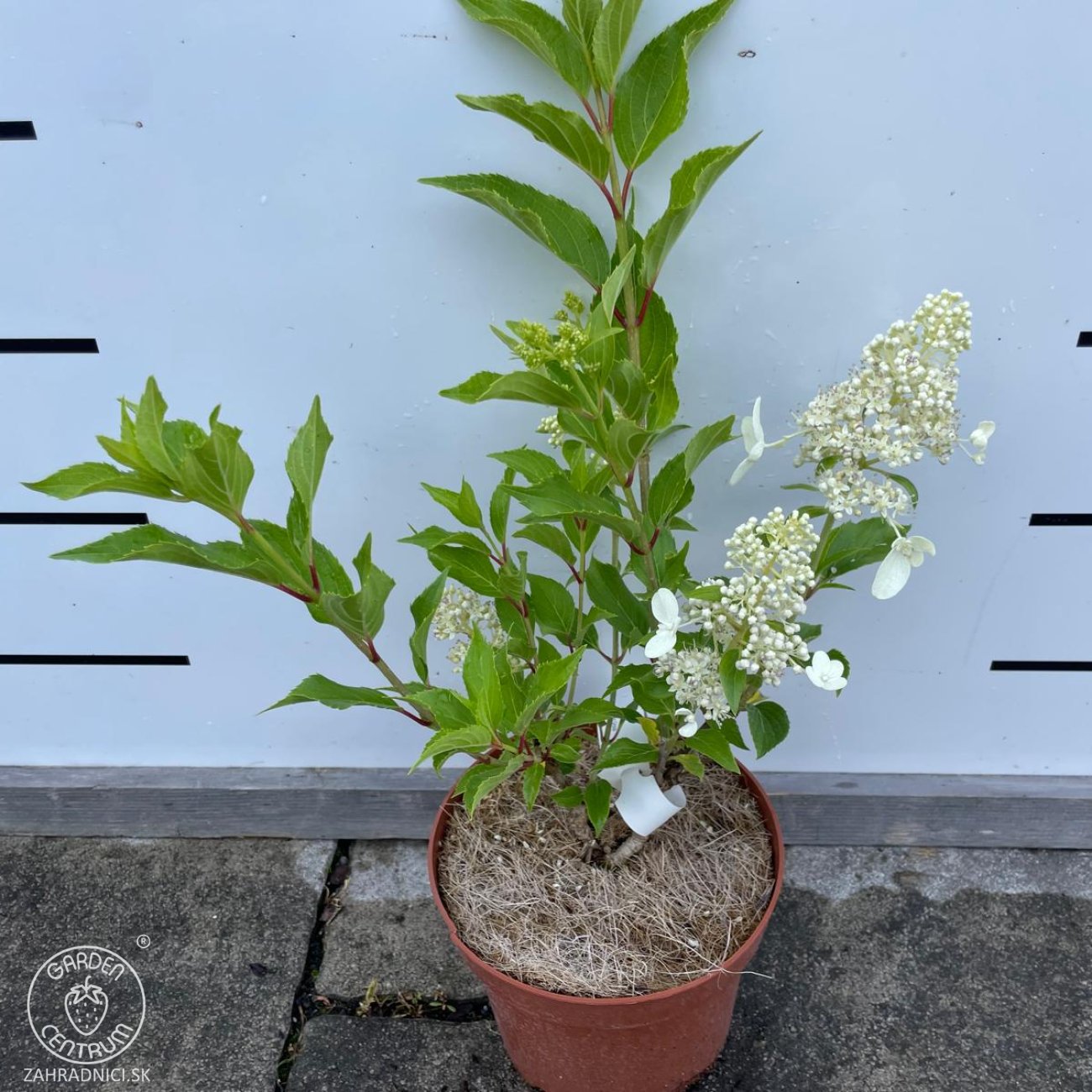 Obrázok Hortenzia metlinatá (Hydrangea paniculata) ‘KYUSHU’ - výška 20-30 cm, kont. C2L