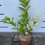 Hortenzia metlinatá (Hydrangea paniculata) ‘KYUSHU’ - výška 20-30 cm, kont. C2L