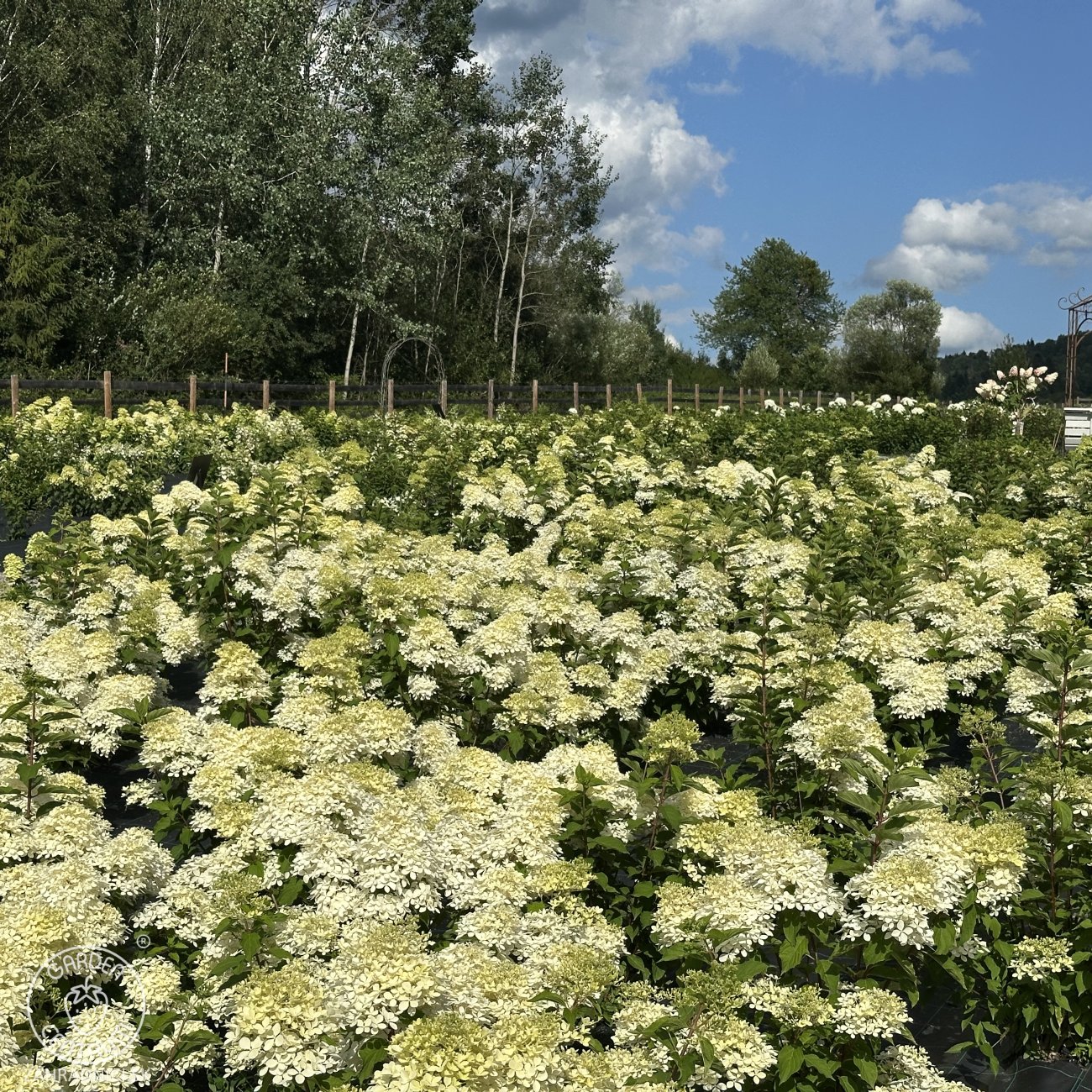 Obrázok Hortenzia metlinatá (Hydrangea paniculata) ‘KYUSHU’ - výška 20-30 cm, kont. C2L