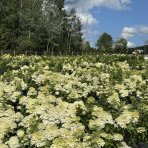 Hortenzia metlinatá (Hydrangea paniculata) ‘KYUSHU’ - výška 20-30 cm, kont. C2L