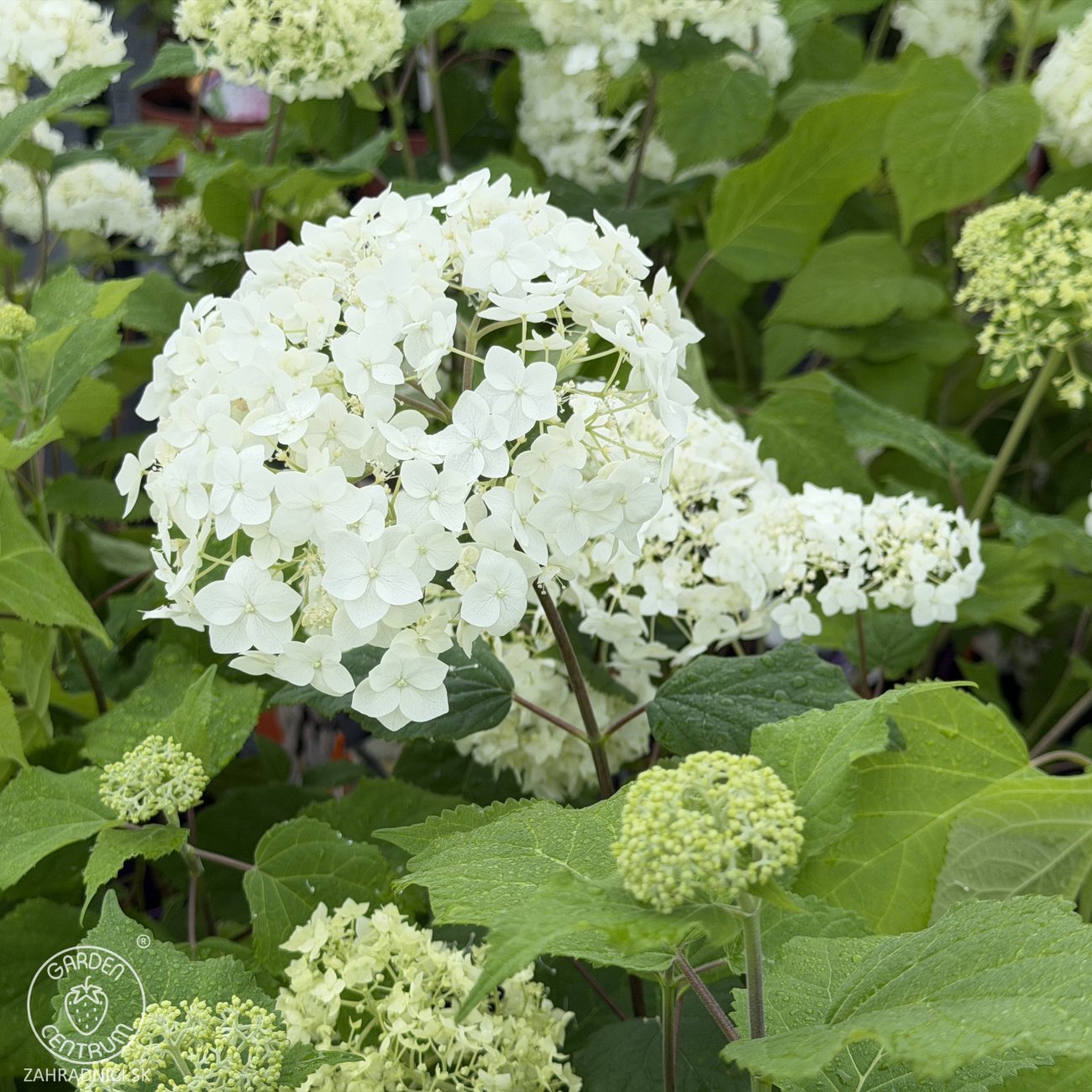 Obrázok Hortenzia stromčekovitá (Hydrangea arborescens) ´ANNABELLE´ - výška 40-60 cm, kont. C3L