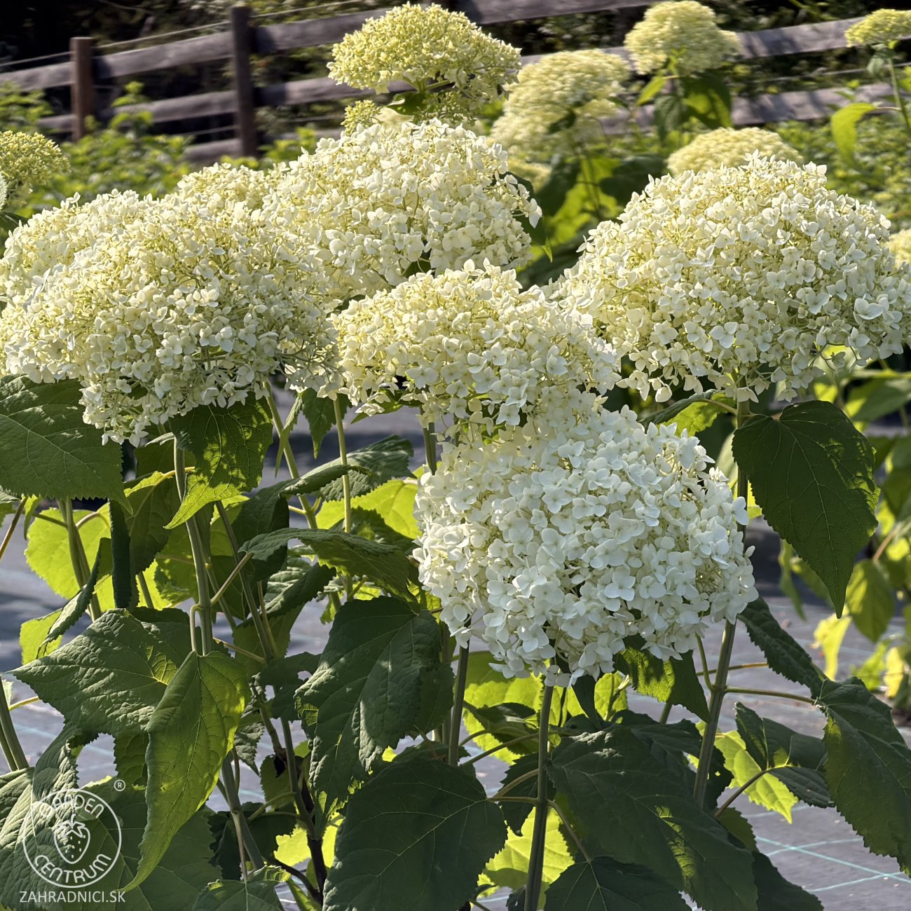 Obrázok Hortenzia stromčekovitá (Hydrangea arborescens) ´ANNABELLE´ - výška 40-60 cm, kont. C3L