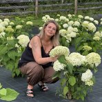 Hortenzia stromčekovitá (Hydrangea arborescens) ´ANNABELLE´ - výška 40-60 cm, kont. C3L