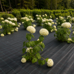 Hortenzia stromčekovitá (Hydrangea arborescens) ´ANNABELLE´ - výška 40-60 cm, kont. C3L