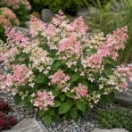 Hortenzia metlinatá (Hydrangea paniculata) ‘CONFETTI’ - výška 10-20 cm, kont. C2L