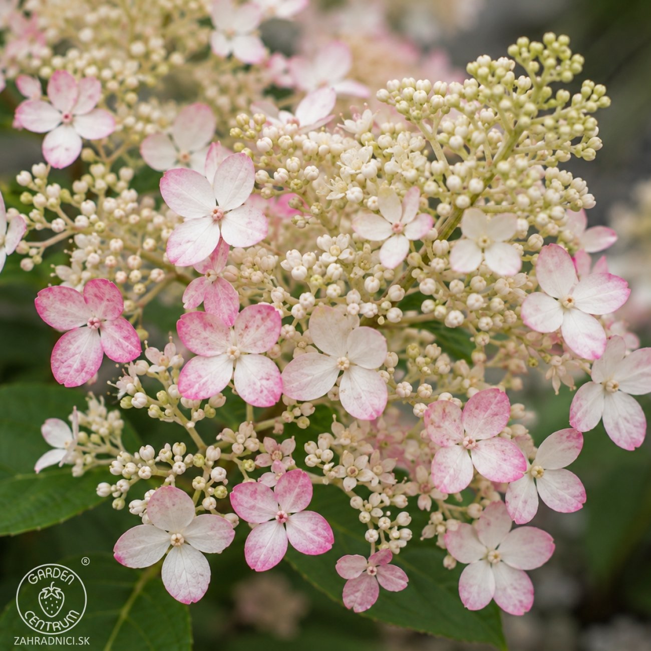 Obrázok Hortenzia metlinatá (Hydrangea paniculata) ‘CONFETTI’ - výška 10-20 cm, kont. C2L