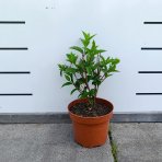 Hortenzia metlinatá (Hydrangea paniculata) ‘DHARUMA’ - výška 20-30 cm, kont. C2L