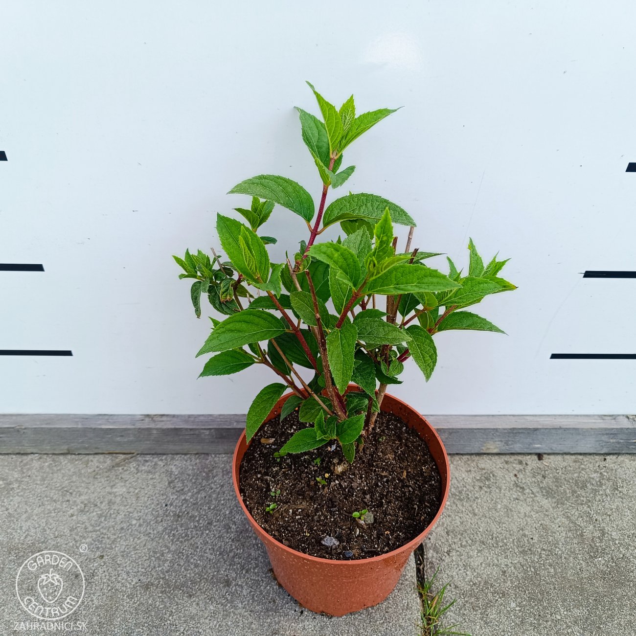 Obrázok Hortenzia metlinatá (Hydrangea paniculata) ‘DHARUMA’ - výška 20-30 cm, kont. C2L