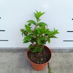 Hortenzia metlinatá (Hydrangea paniculata) ‘DHARUMA’ - výška 20-30 cm, kont. C2L
