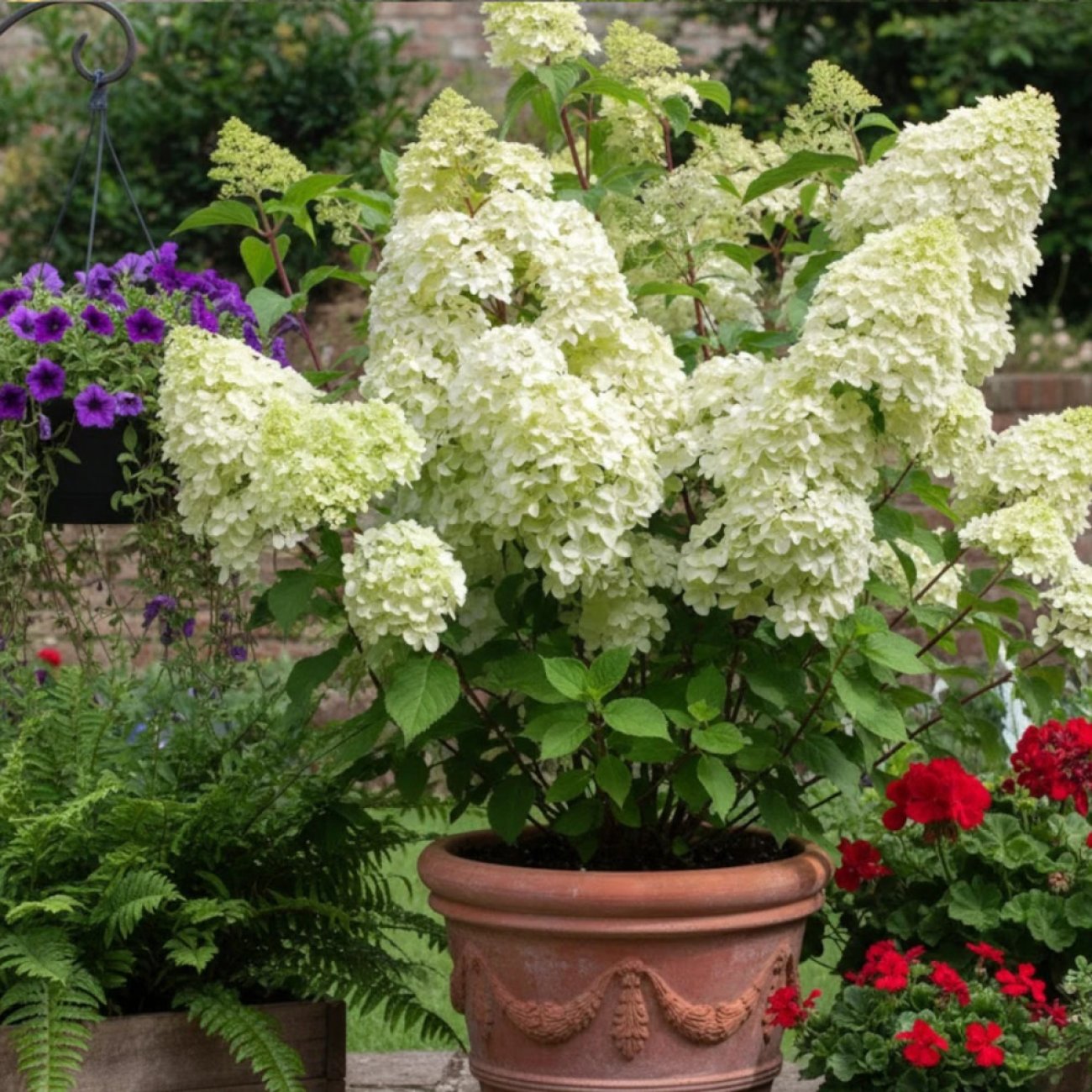Obrázok Hortenzia metlinatá (Hydrangea paniculata) ´DIAMANTINO´® – výška 30-60 cm, kont. C2L
