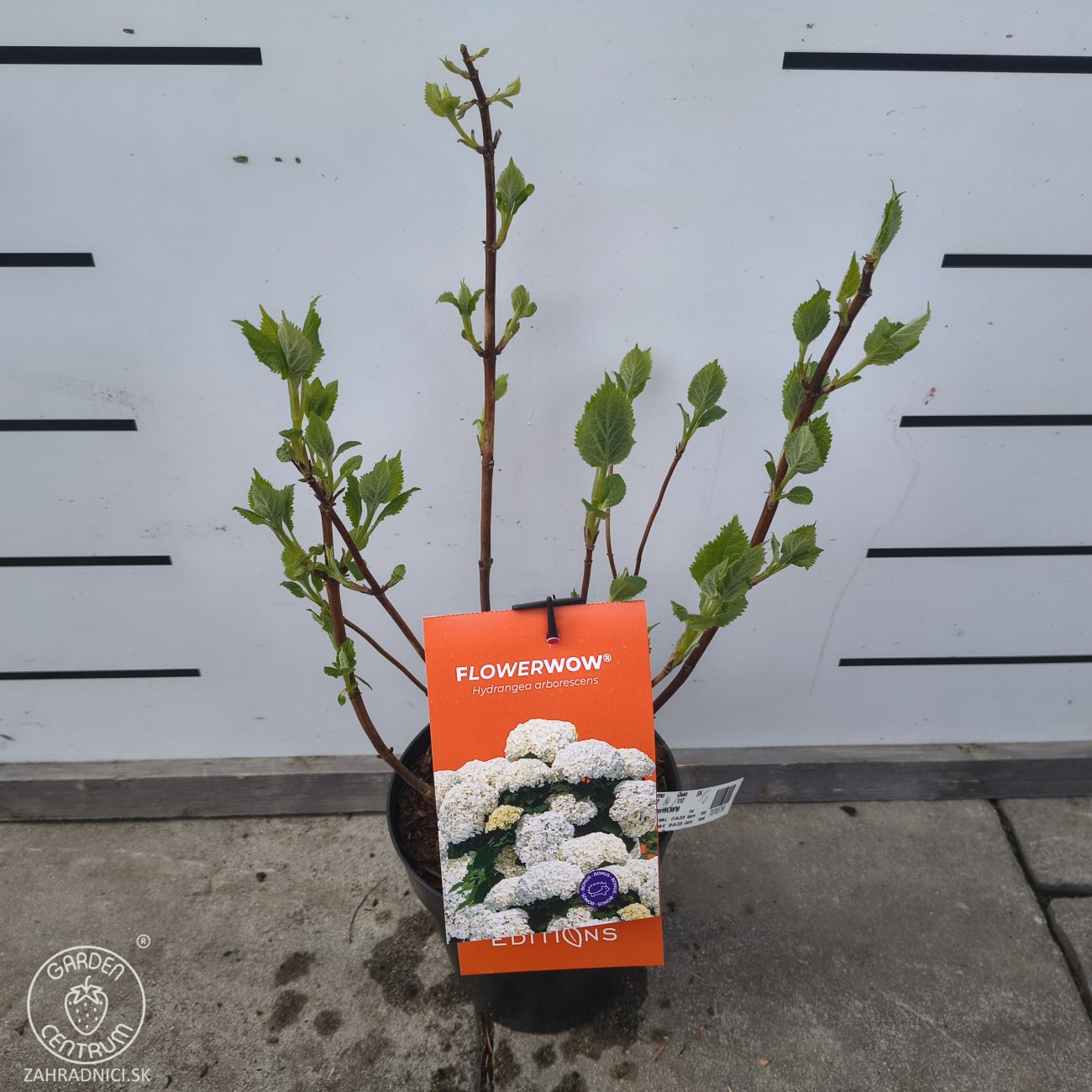Obrázok Hortenzia stromčekovitá (Hydrangea arborescens) 'FlowerWOW®' First Edition® - výška 30-40 cm, kont. C3L/P19 - OBROVSKÉ KVETY
