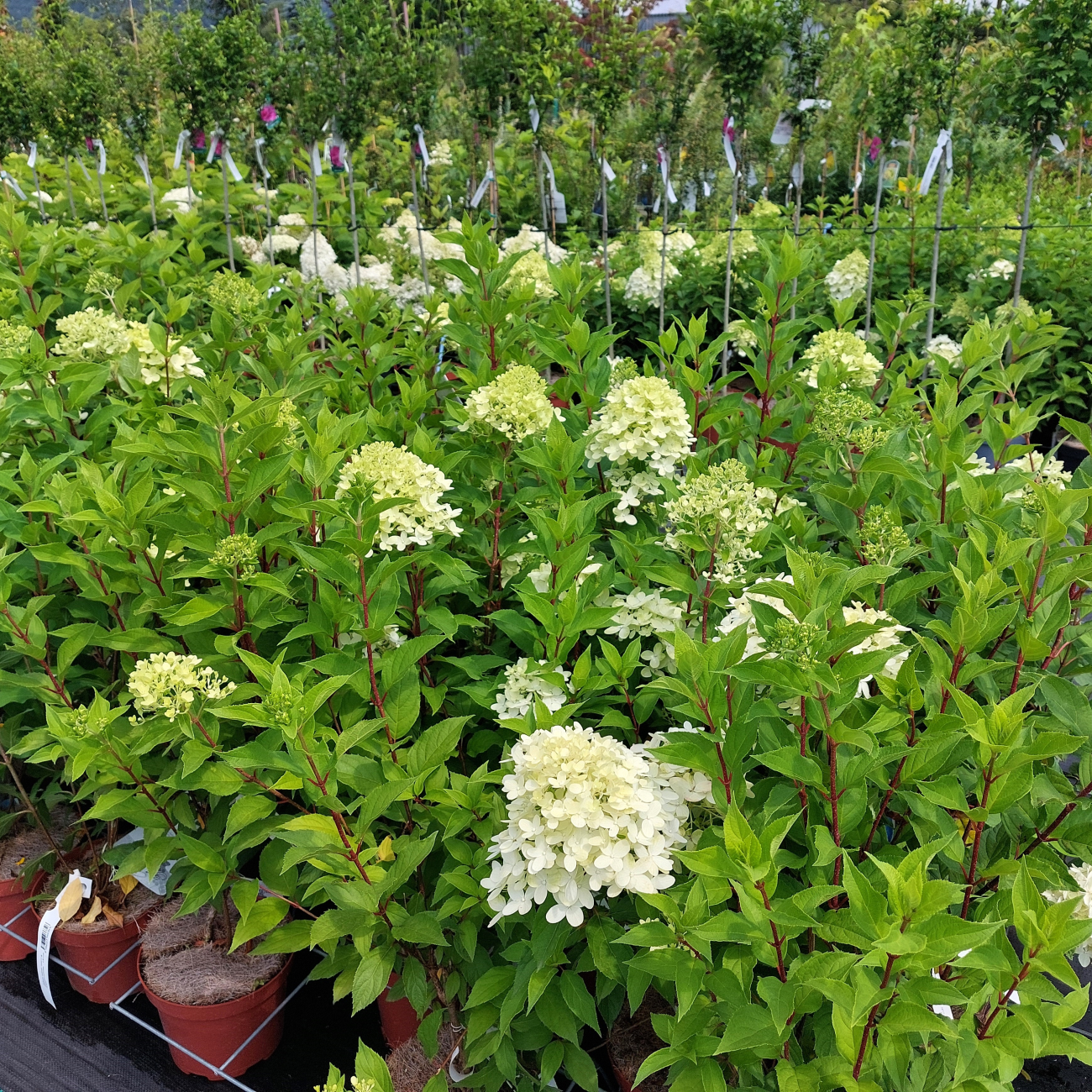 Obrázok Hortenzia metlinatá (Hydrangea paniculata) ´GRAFITI´® - výška 30-60 cm, kont. C2L
