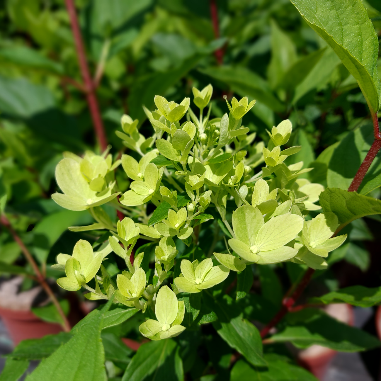 Obrázok Hortenzia metlinatá (Hydrangea paniculata) ´GRAFITI´® - výška 30-60 cm, kont. C2L