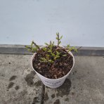 Hortenzia metlinatá (Hydrangea paniculata) ´GROUNDBREAKER® BLUSH´ by LIVING CREATIONS®´ - výška 20-30 cm, kont. C1.5L