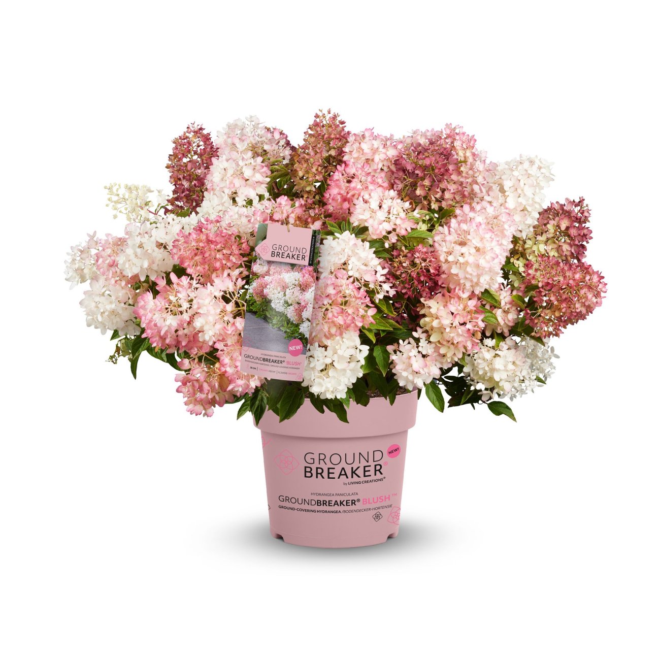 Obrázok Hortenzia metlinatá (Hydrangea paniculata) ´GROUNDBREAKER® BLUSH´ by LIVING CREATIONS®´ - výška 20-30 cm, kont. C1.5L
