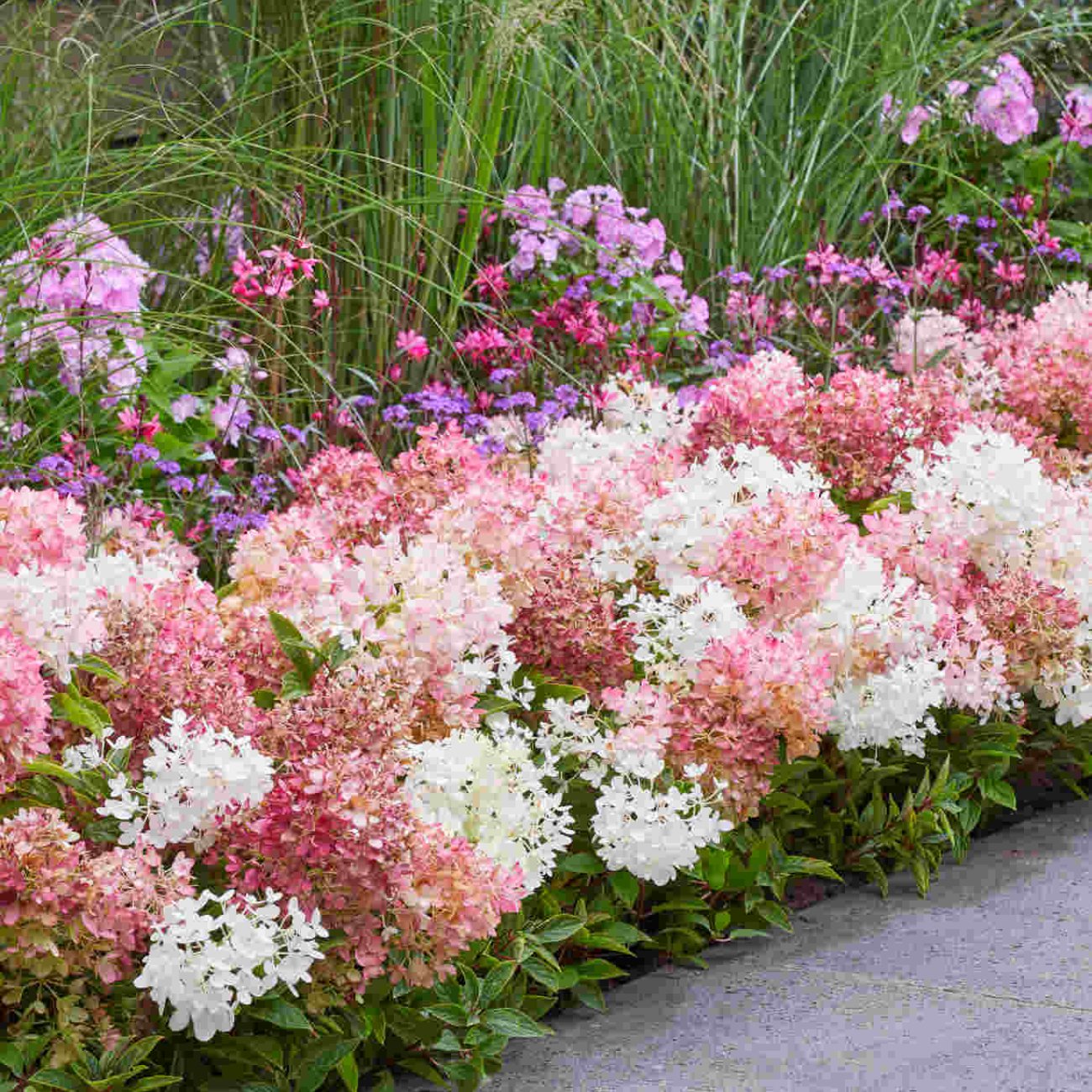 Obrázok Hortenzia metlinatá (Hydrangea paniculata) ´GROUNDBREAKER® BLUSH´ by LIVING CREATIONS®´ - výška 20-30 cm, kont. C1.5L