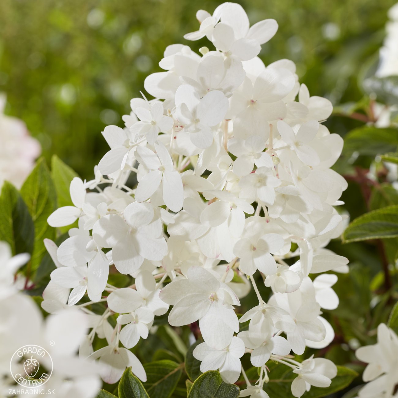 Obrázok Hortenzia metlinatá (Hydrangea paniculata) ´GROUNDBREAKER® BLUSH´ by LIVING CREATIONS®´ - výška 20-30 cm, kont. C1.5L