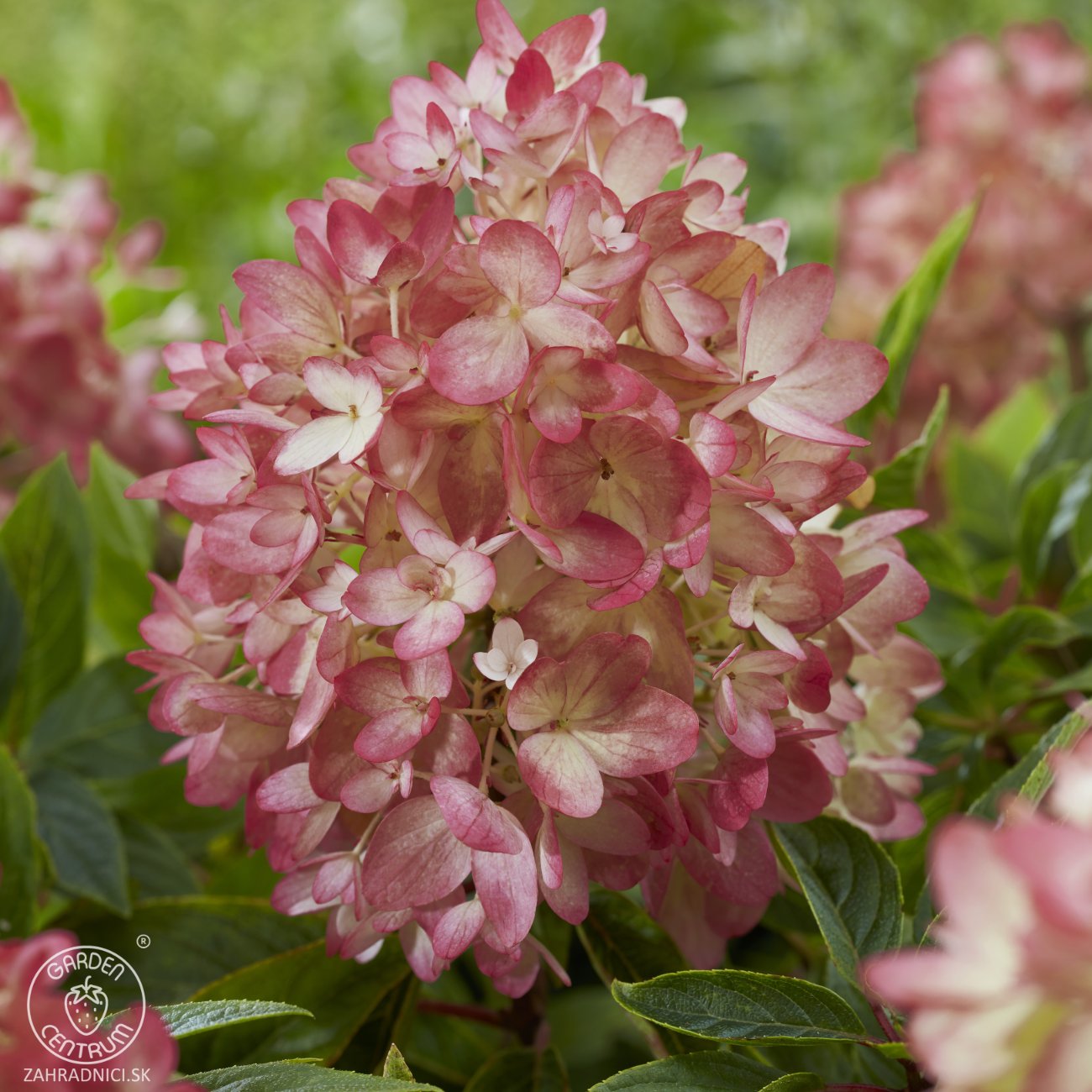 Obrázok Hortenzia metlinatá (Hydrangea paniculata) ´GROUNDBREAKER® BLUSH´ by LIVING CREATIONS®´ - výška 20-30 cm, kont. C1.5L