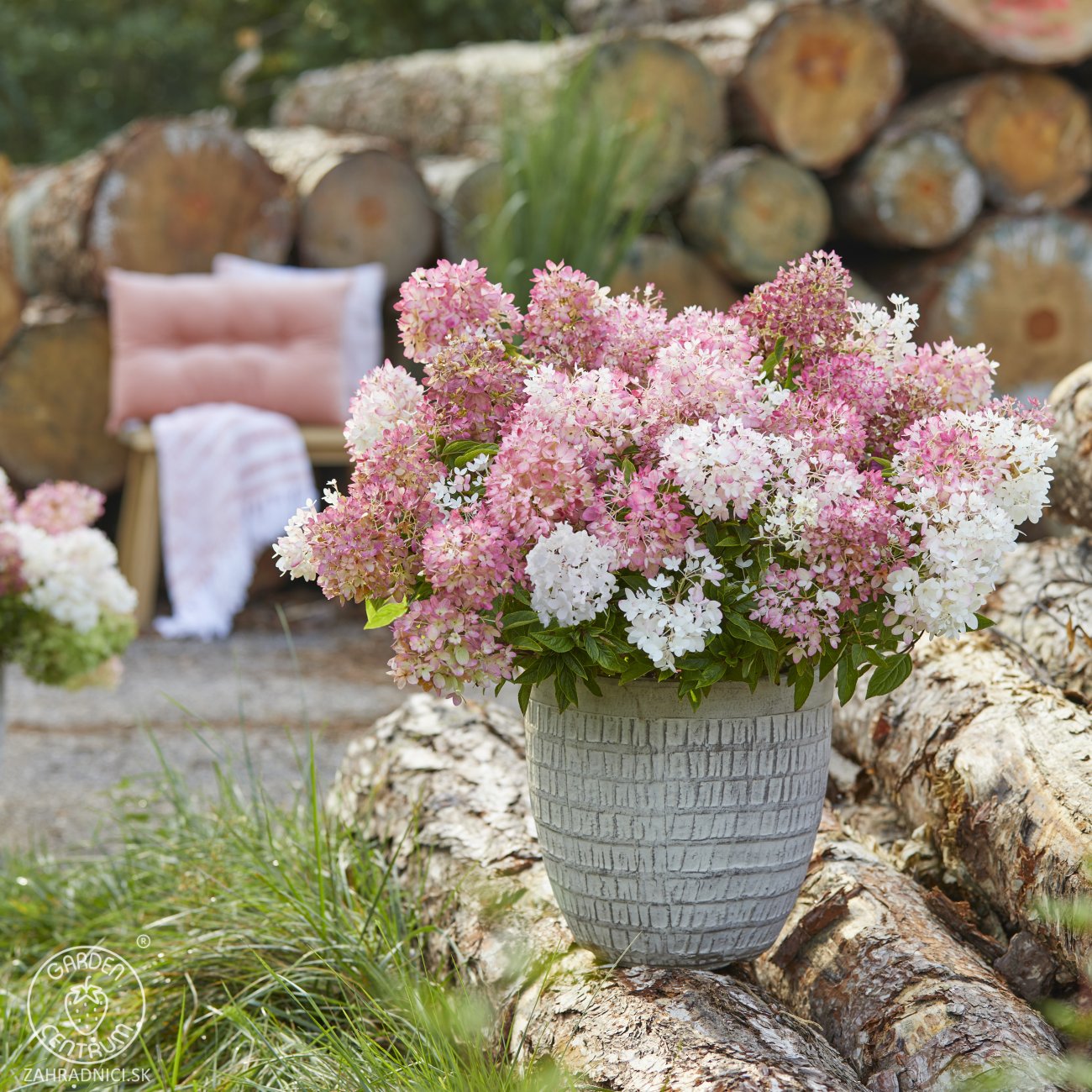 Obrázok Hortenzia metlinatá (Hydrangea paniculata) ´GROUNDBREAKER® BLUSH´ by LIVING CREATIONS®´ - výška 20-30 cm, kont. C1.5L