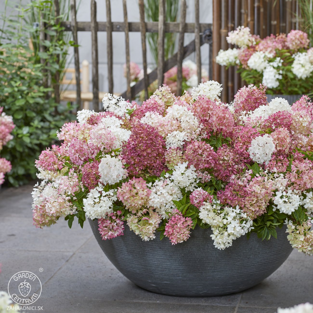 Obrázok Hortenzia metlinatá (Hydrangea paniculata) ´GROUNDBREAKER® BLUSH´ by LIVING CREATIONS®´ - výška 20-30 cm, kont. C1.5L