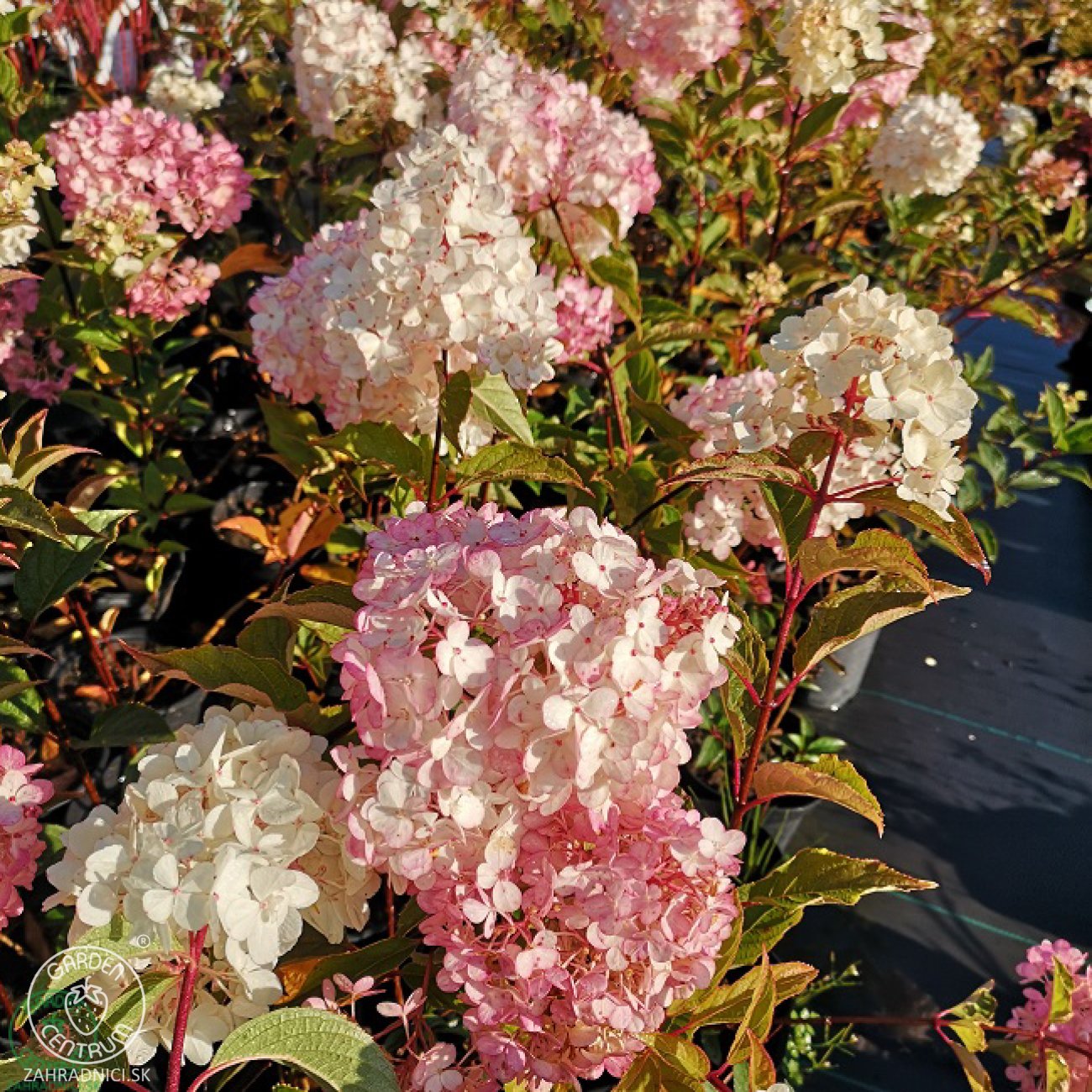 Obrázok Hortenzia metlinatá (Hydrangea paniculata) ‘PINK LADY’ - výška 20-30 cm, kont. C2L